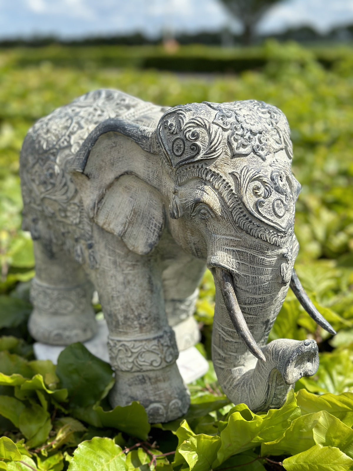 Elefant - Godmodig 1
