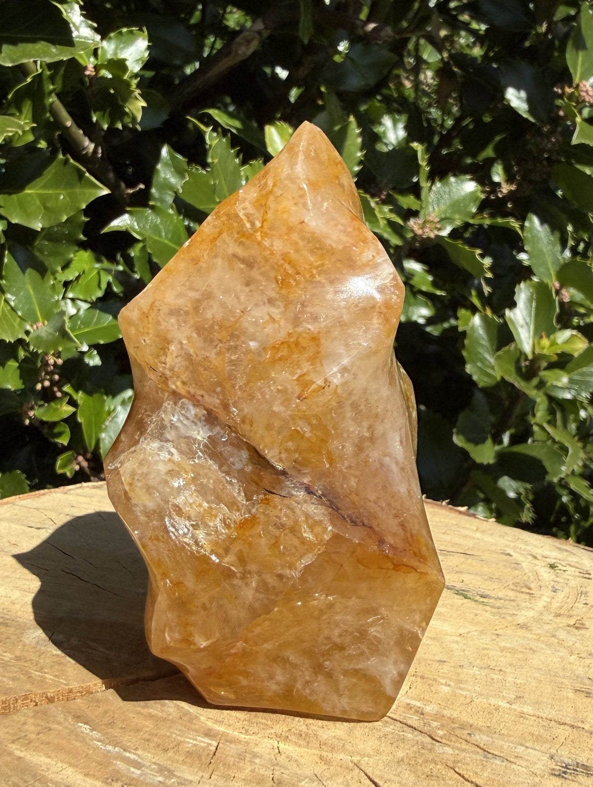 Golden Healer Flamme 8 - 10 cm 2