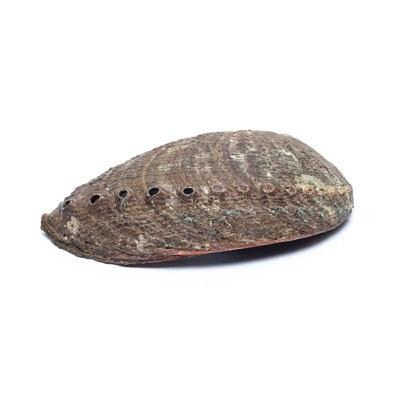 Grøn Abelone skal 12-16 cm 2