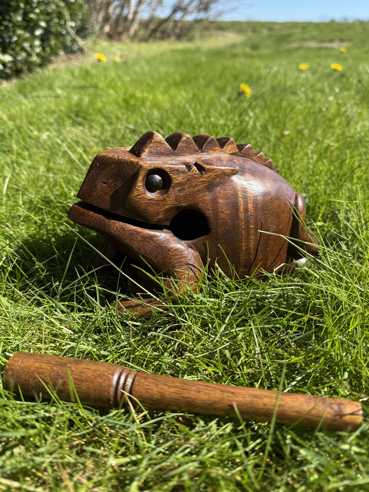 Guiro – Frø 20 cm 3