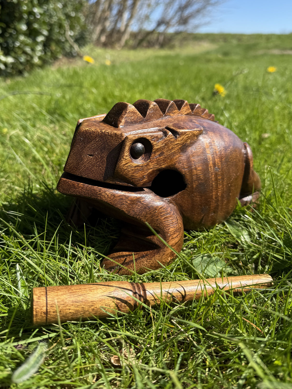 Guiro – Frø 20 cm 5