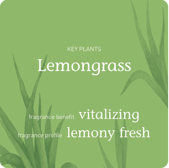 Happy Lemongrass 3