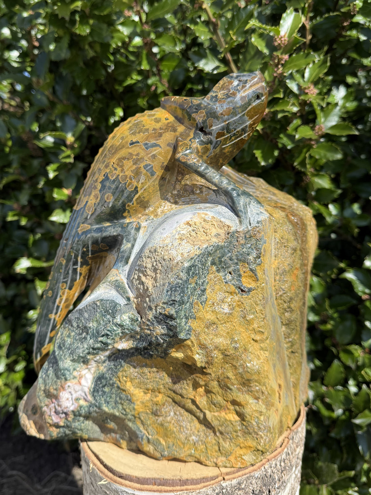 Kamæleon Jaspis 2