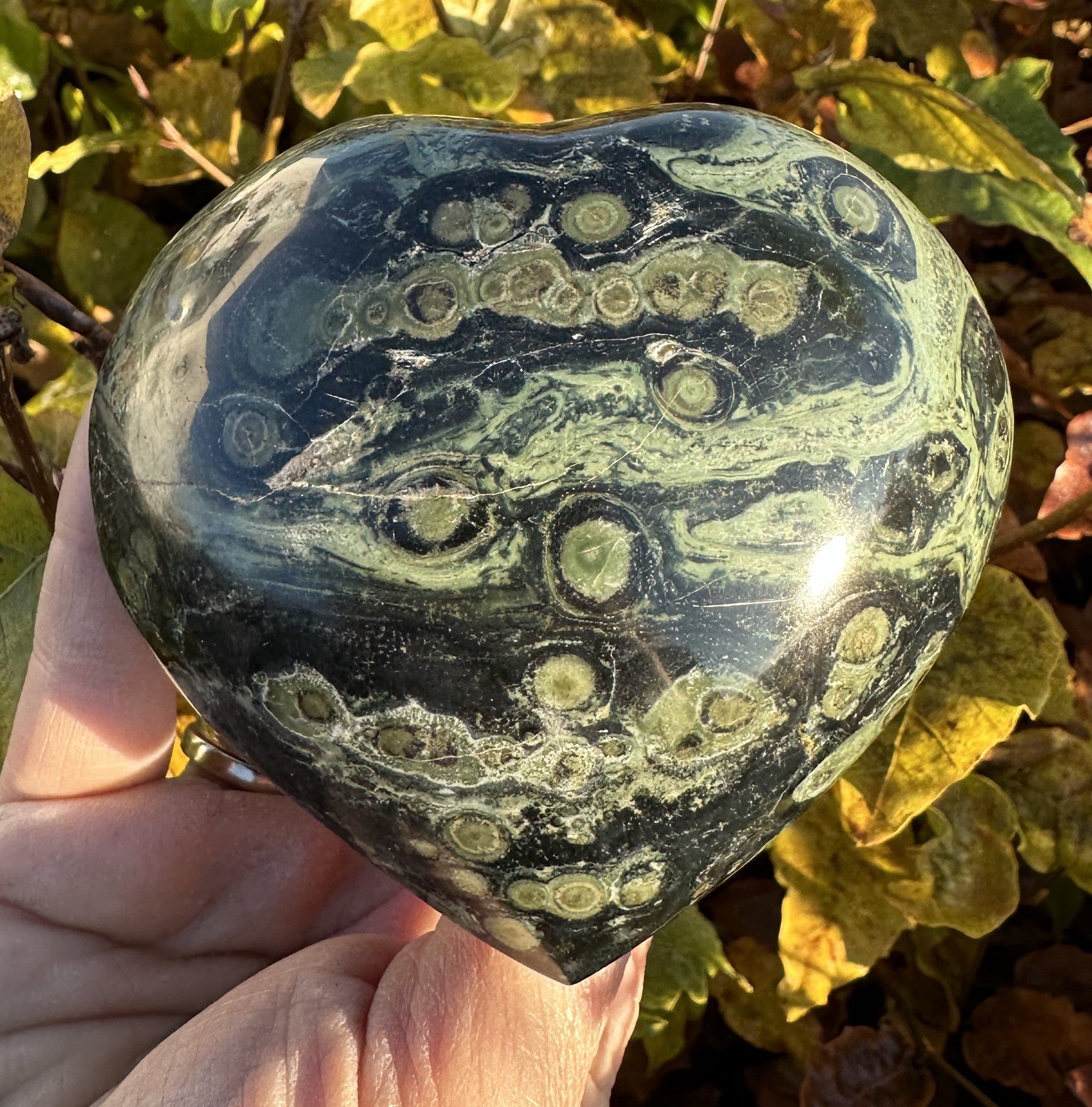 Kambaba Hjerte 9 cm 2