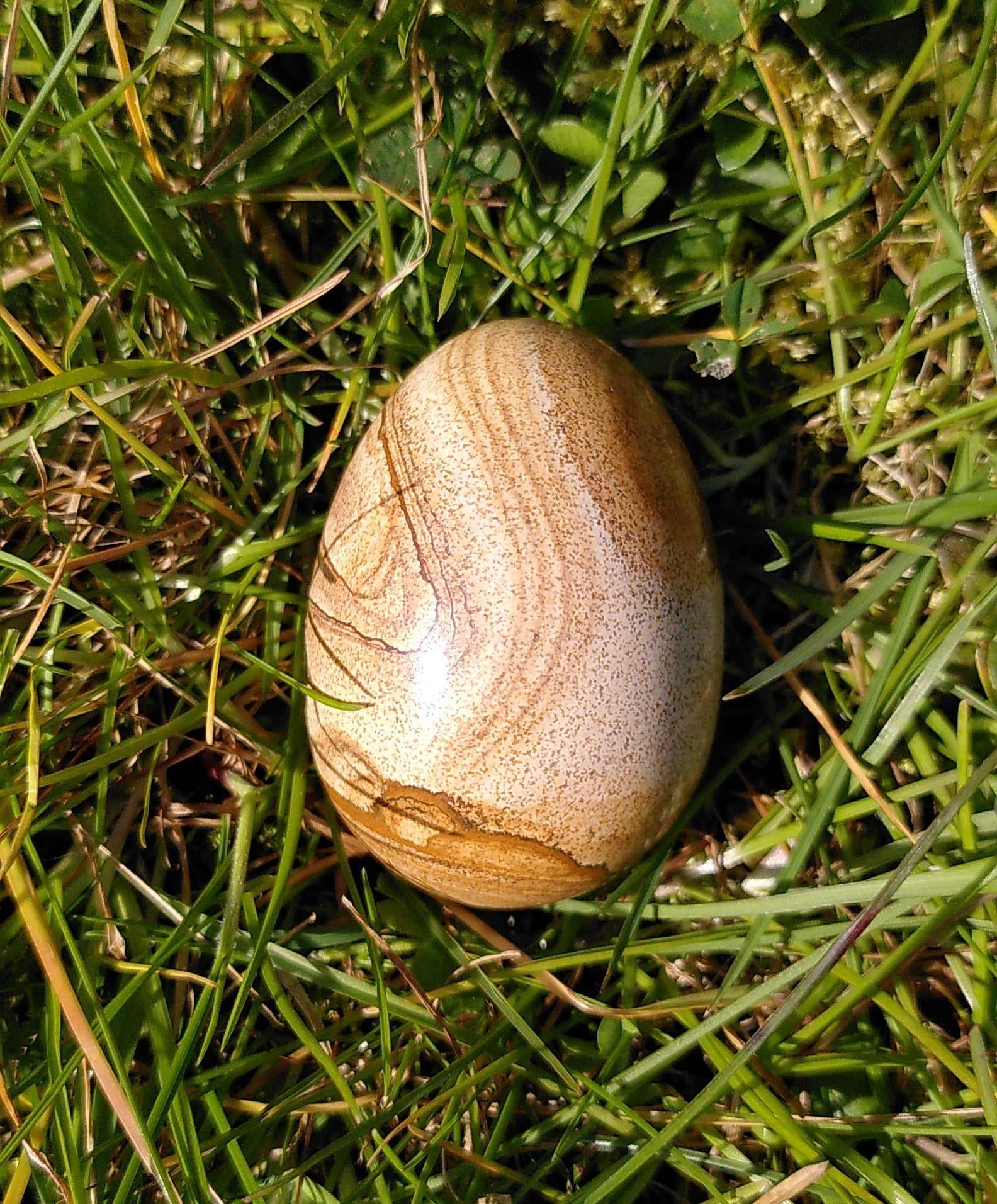 Landskabs Jaspis æg 4.8 cm