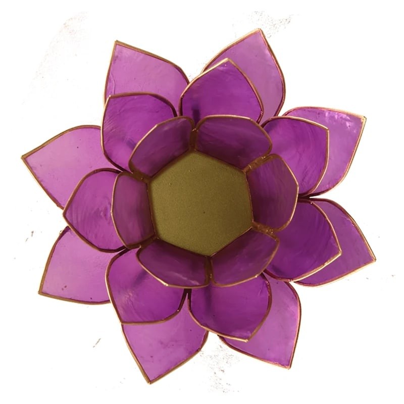 Lotus lysestage lilla 2