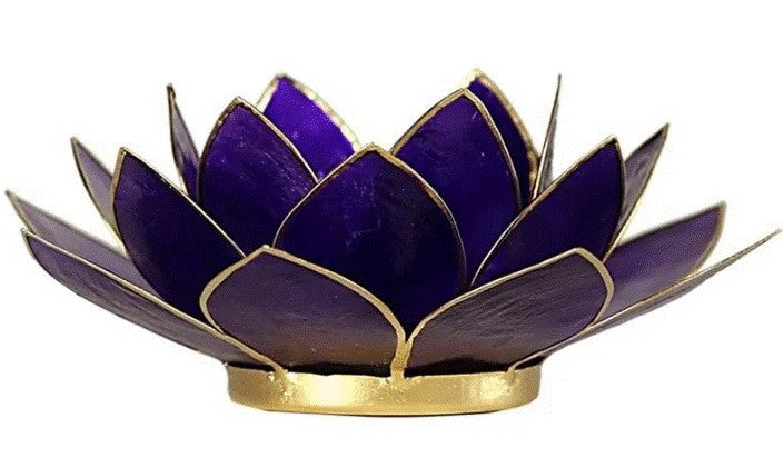 Lotus lysestage violet 13,5 cm 2