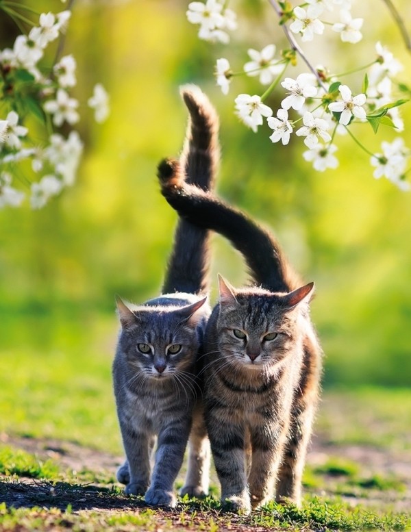 Notesbog Katte