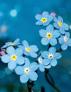 Notesbog - Vilde blomster