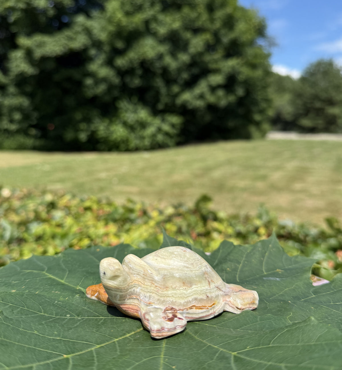 Onyx skildpadde 2