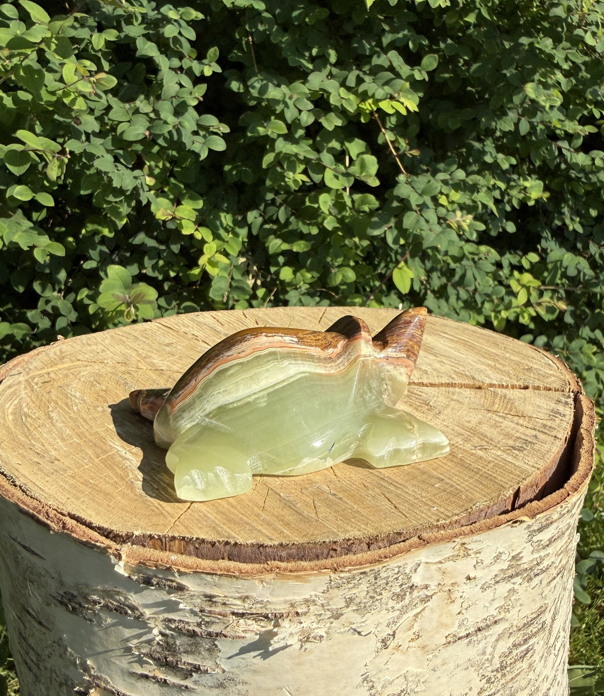 Onyx skildpadde 5