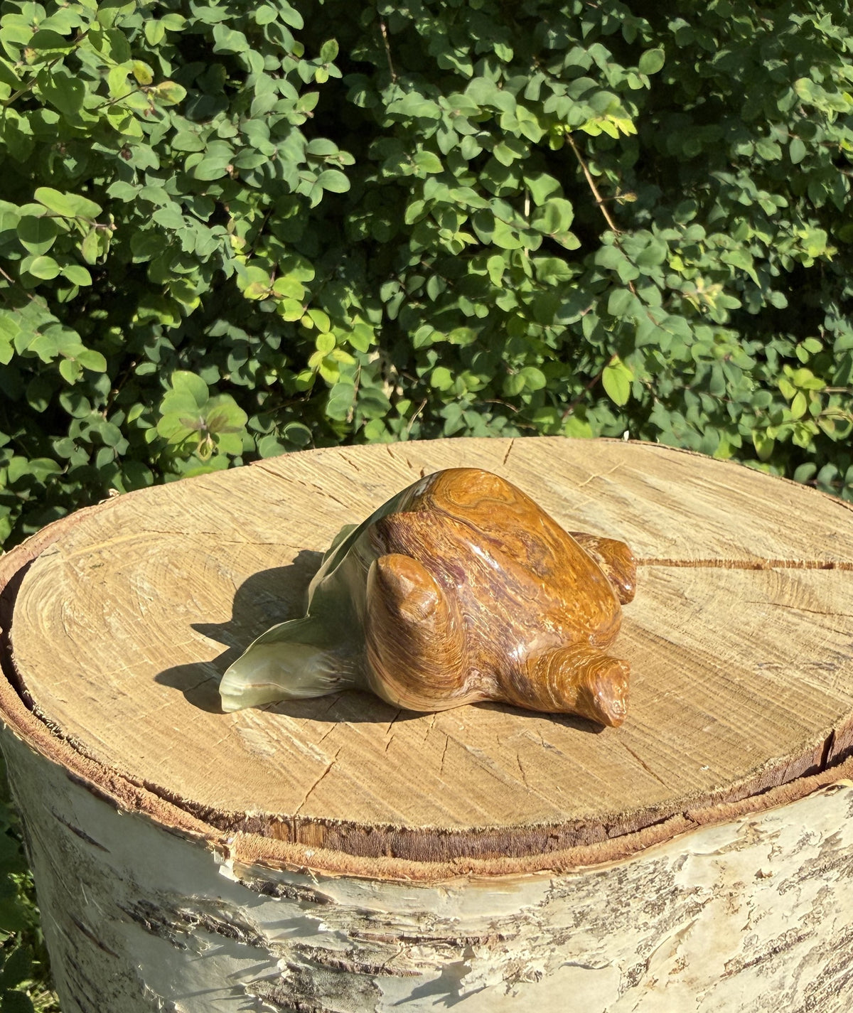 Onyx skildpadde 6