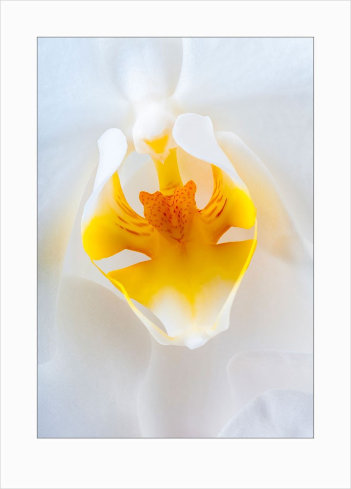 Orchids art print - 7078 1