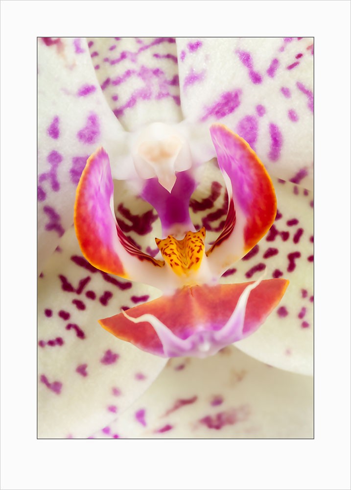 Orchids art print - 7147 1