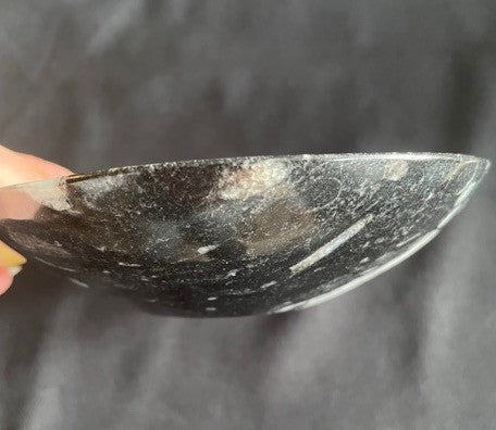 Orthoceras Skål 4