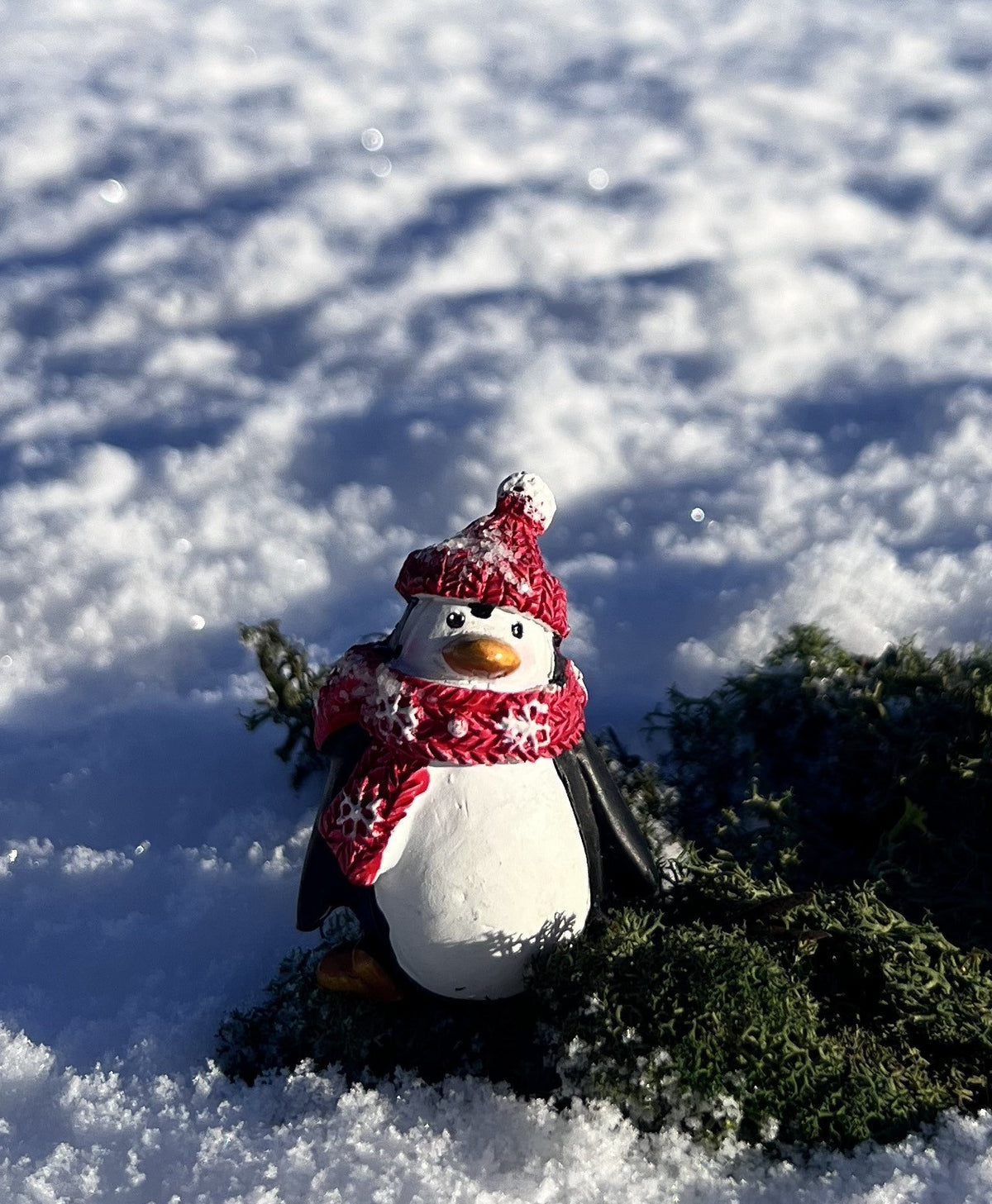 Pingvin med sne på huen