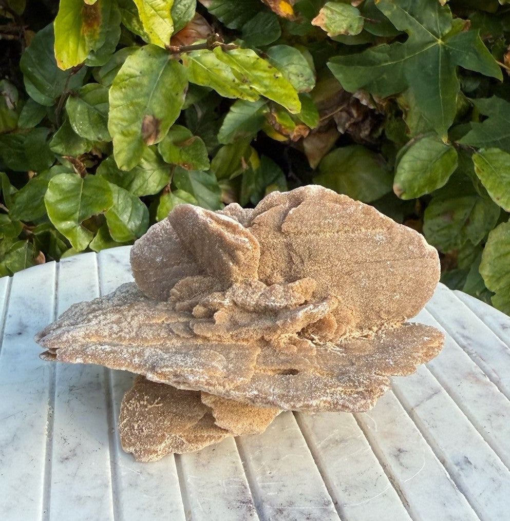 Sandrose 18 1