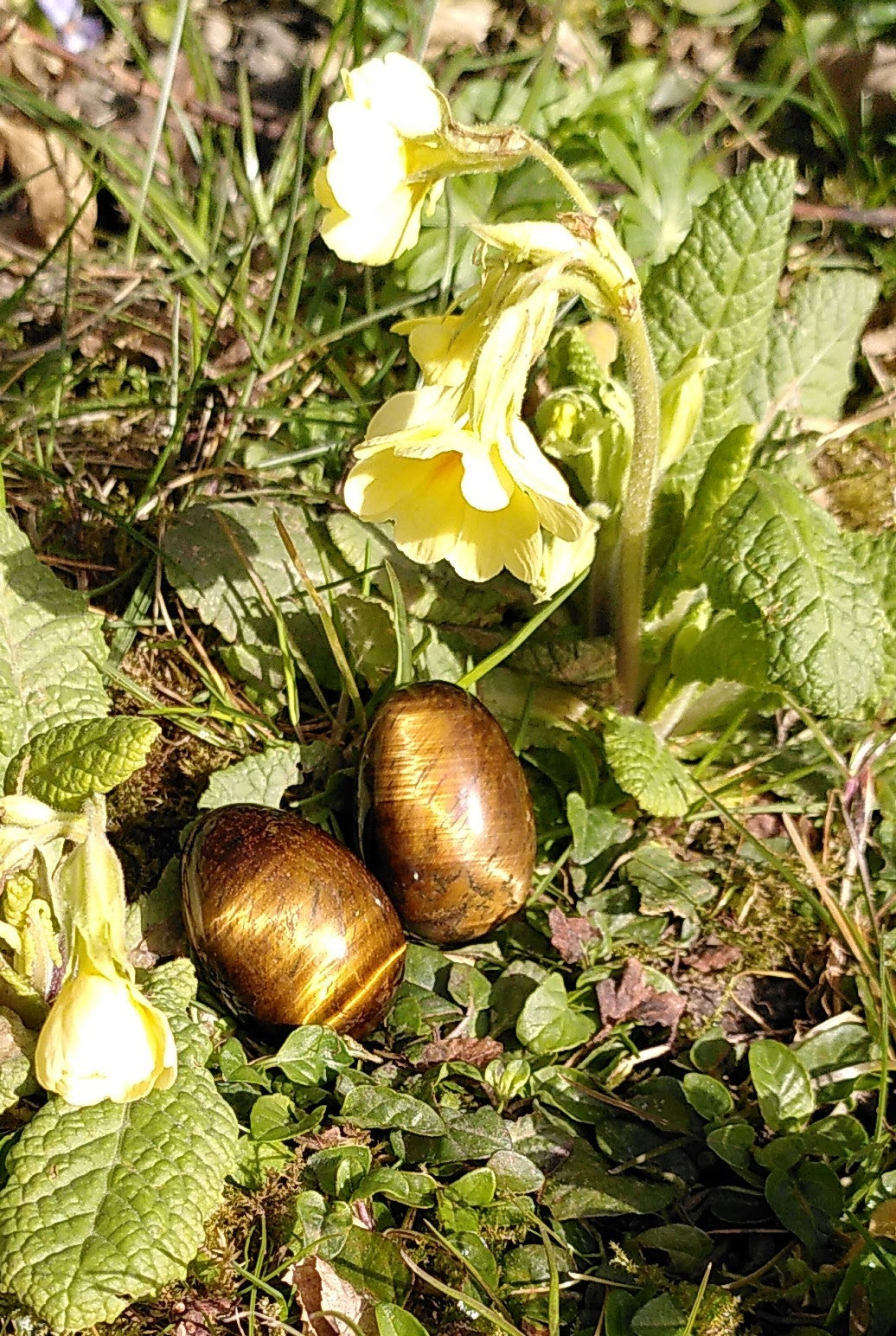 Tigerøje æg 3,5 cm 2