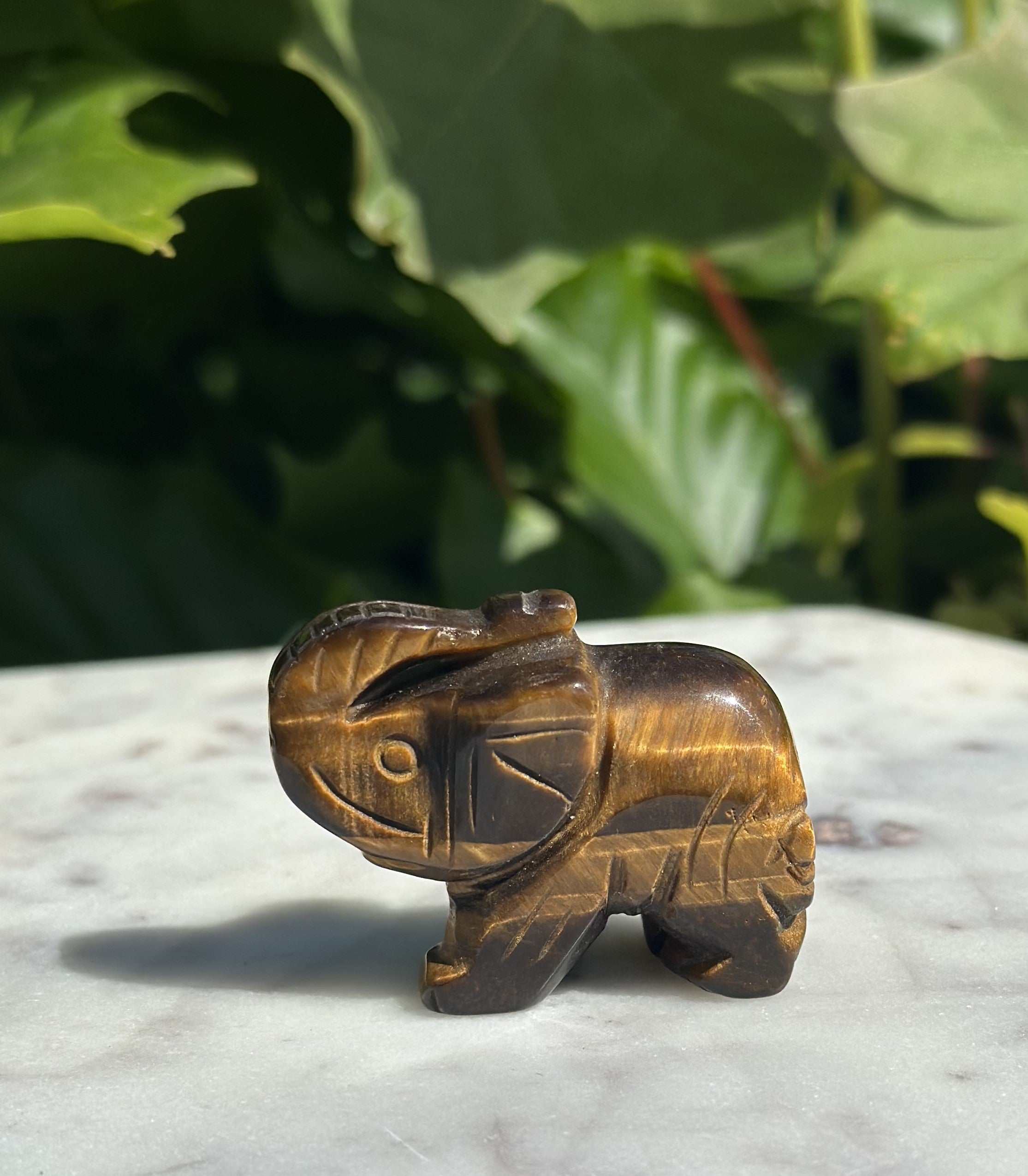 Tigerøje elefant 1